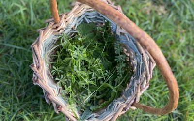 Online Foraging Course