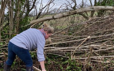 The Value of Hedgelaying