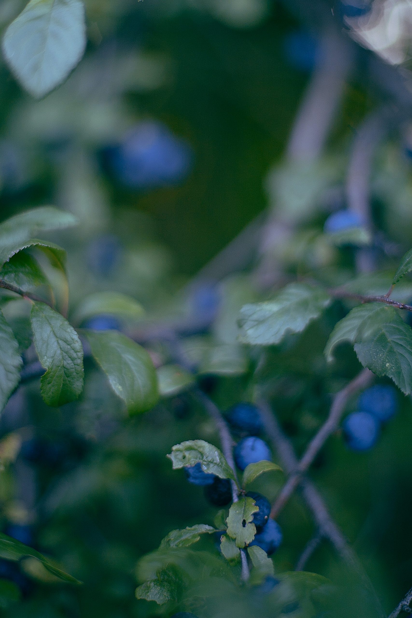 pexels-maria-orlova-4946722 Berries