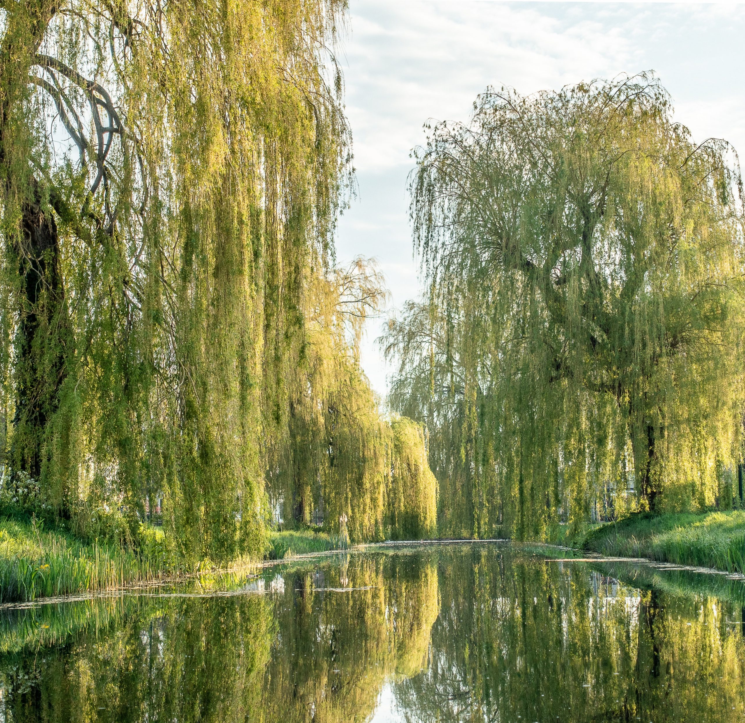 pexels-mike-van-schoonderwalt-5511804 Willow